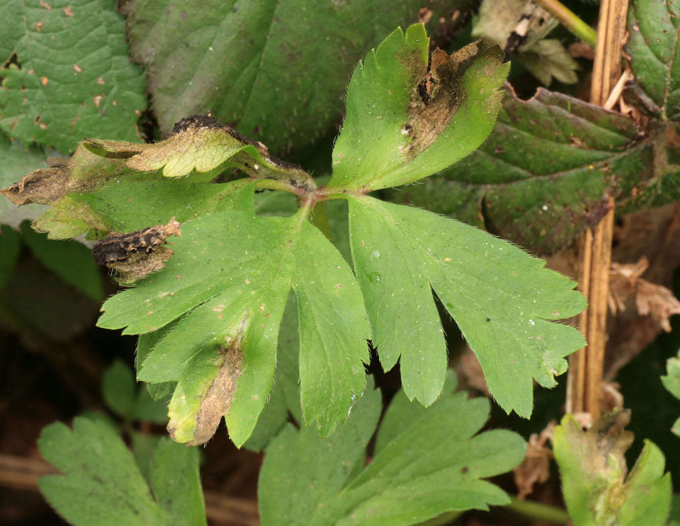 Plancia ëd Urocystis anemones (Pers.) G. Winter 1880