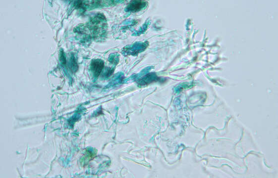 Image of Peronospora grisea