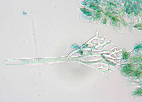 Image of Peronospora grisea