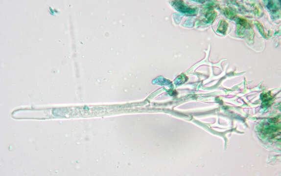 Image of Peronospora grisea