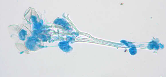 Image of Peronospora grisea