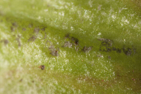 Image of Peronospora grisea