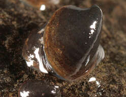 Image of River Limpet