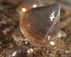 Image of River Limpet