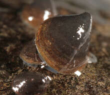 Image of River Limpet