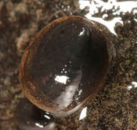Image of River Limpet