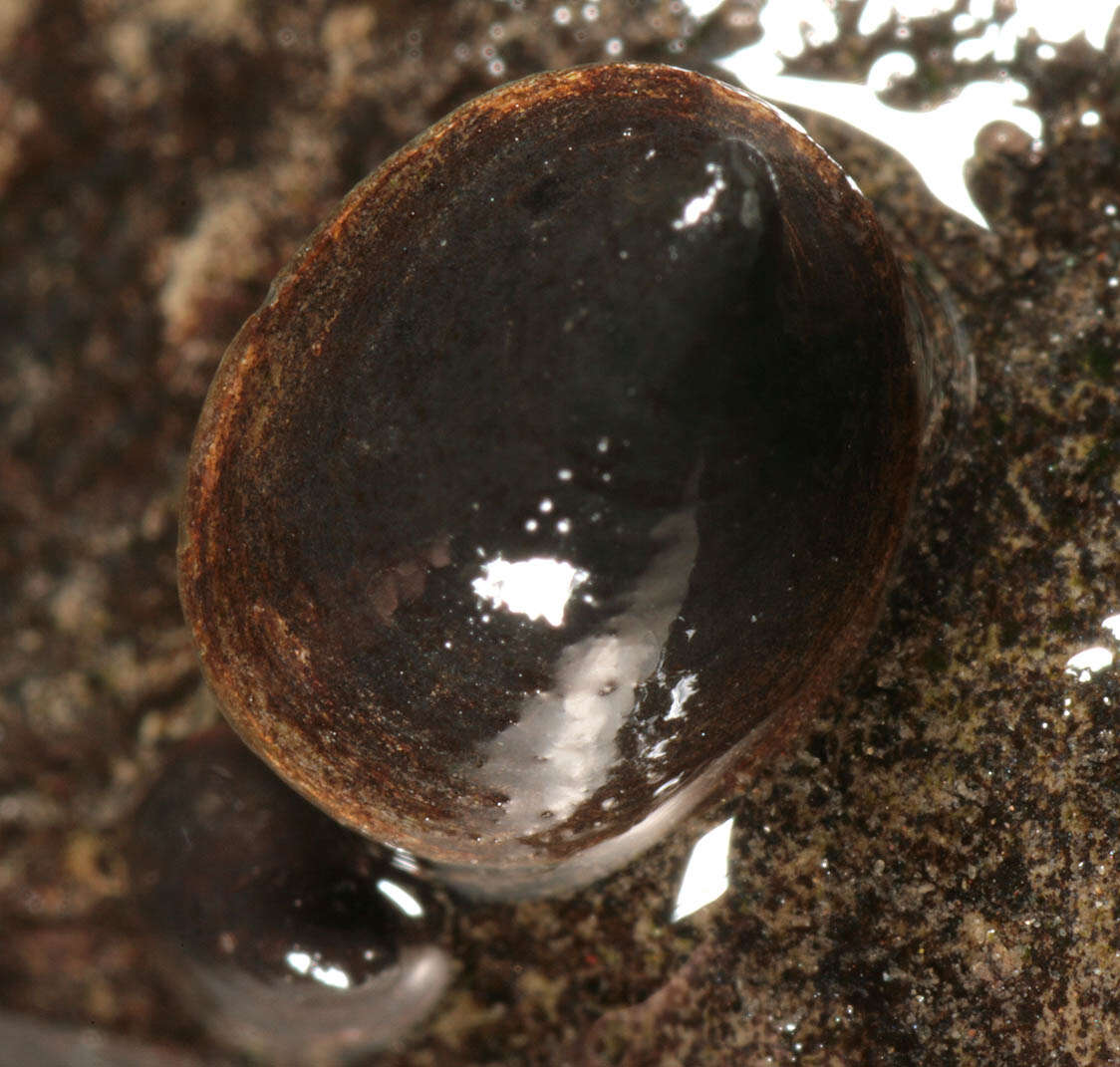 Image of River Limpet