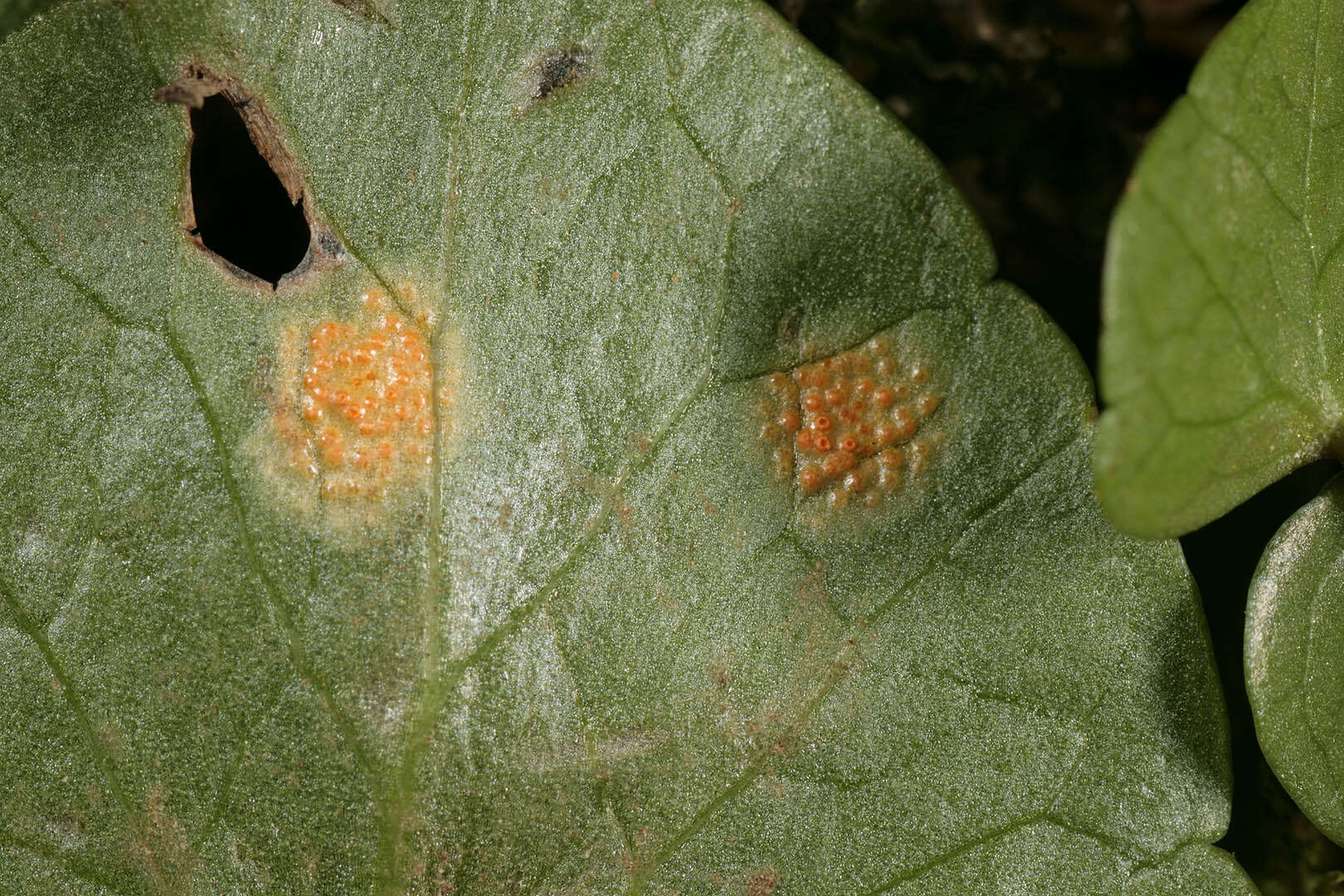 Imagem de Uromyces dactylidis G. H. Otth 1861