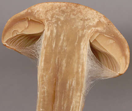 Image of Cortinarius armillatus (Fr.) Fr. 1838