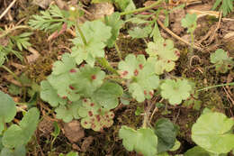 Imagem de Puccinia saxifragae Schltdl. 1824