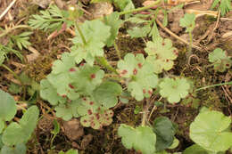 Imagem de Puccinia saxifragae Schltdl. 1824