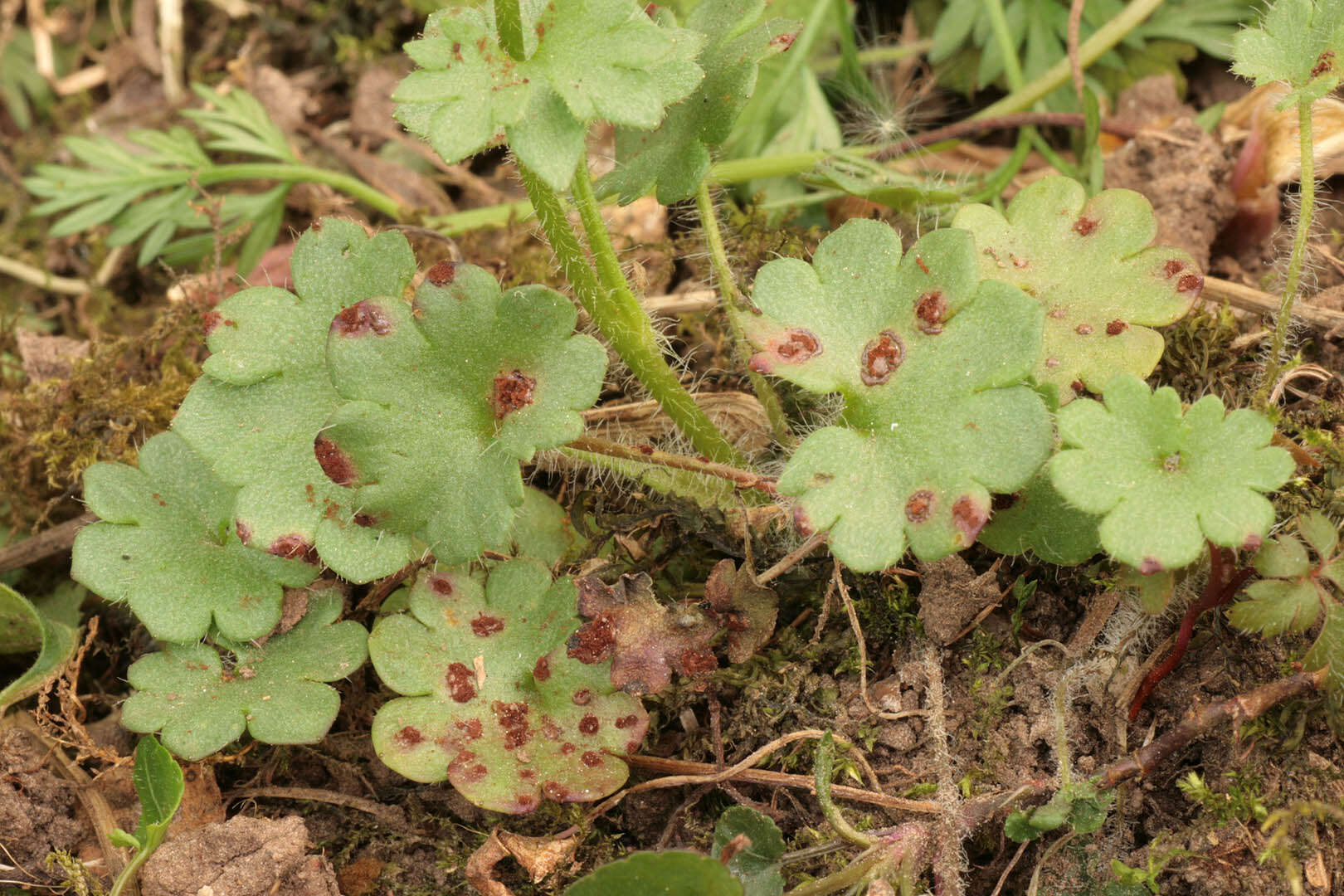 Imagem de Puccinia saxifragae Schltdl. 1824