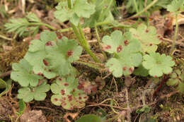 Imagem de Puccinia saxifragae Schltdl. 1824