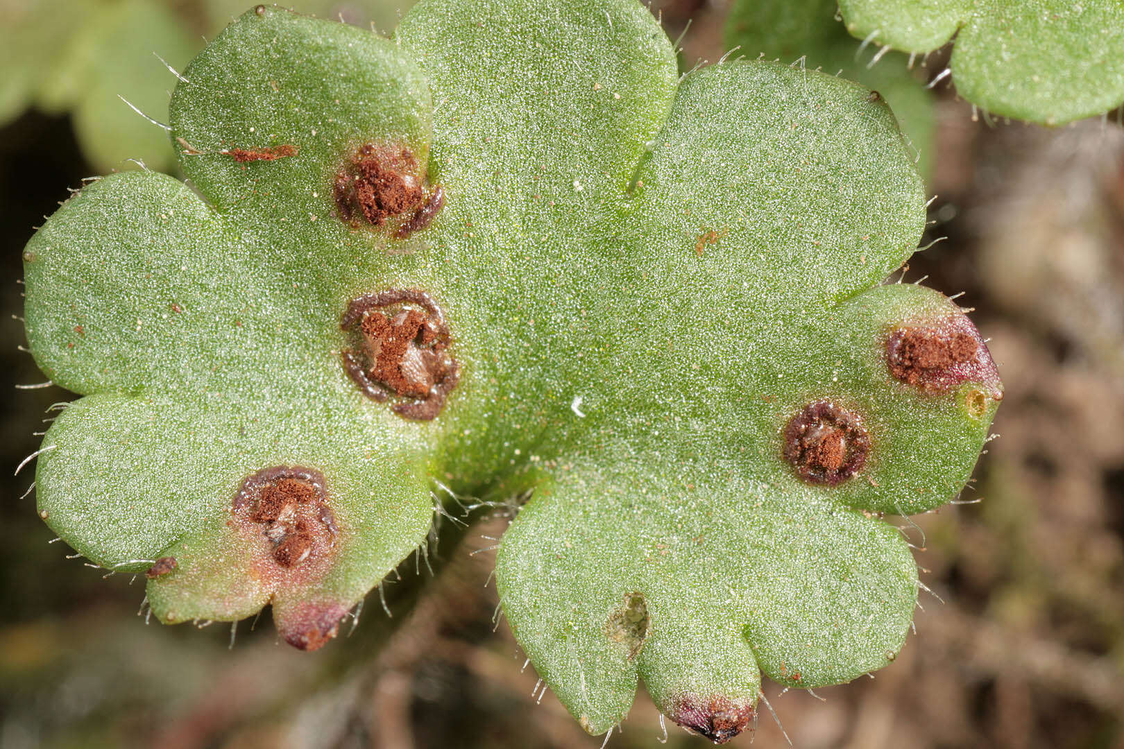 Imagem de Puccinia saxifragae Schltdl. 1824