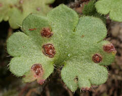 Imagem de Puccinia saxifragae Schltdl. 1824