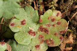 Imagem de Puccinia saxifragae Schltdl. 1824