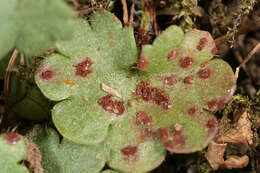 Imagem de Puccinia saxifragae Schltdl. 1824