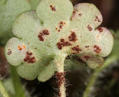 Imagem de Puccinia saxifragae Schltdl. 1824