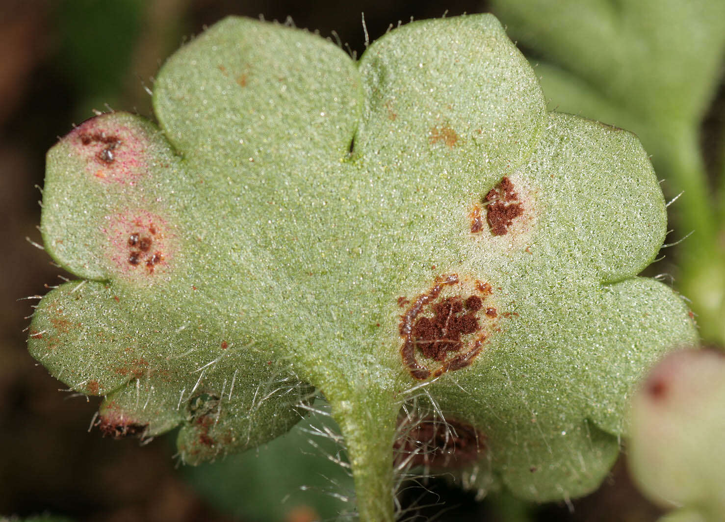 Imagem de Puccinia saxifragae Schltdl. 1824