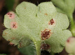 Imagem de Puccinia saxifragae Schltdl. 1824