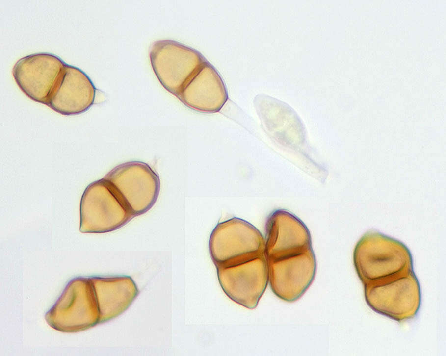 Imagem de Puccinia saxifragae Schltdl. 1824