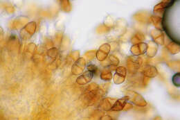 Imagem de Puccinia saxifragae Schltdl. 1824