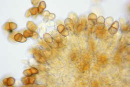 Imagem de Puccinia saxifragae Schltdl. 1824