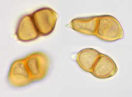 Imagem de Puccinia saxifragae Schltdl. 1824