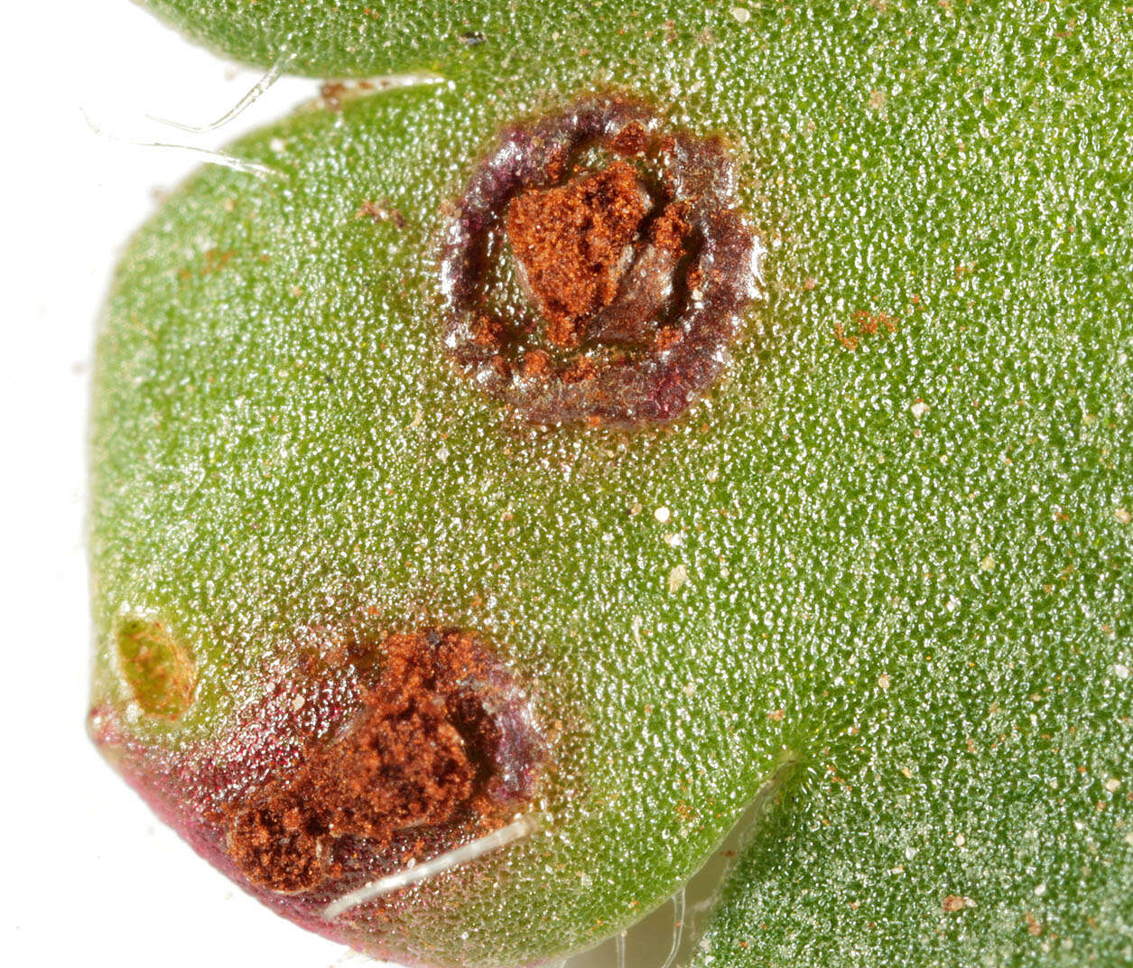 Imagem de Puccinia saxifragae Schltdl. 1824