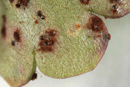 Imagem de Puccinia saxifragae Schltdl. 1824