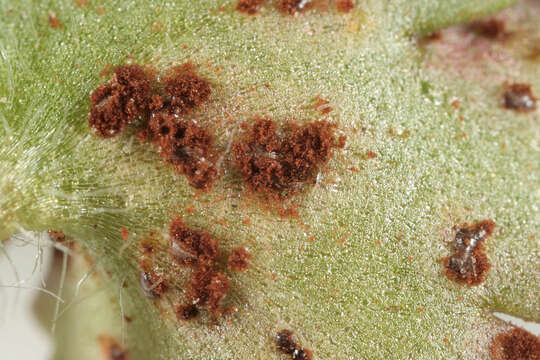 Imagem de Puccinia saxifragae Schltdl. 1824