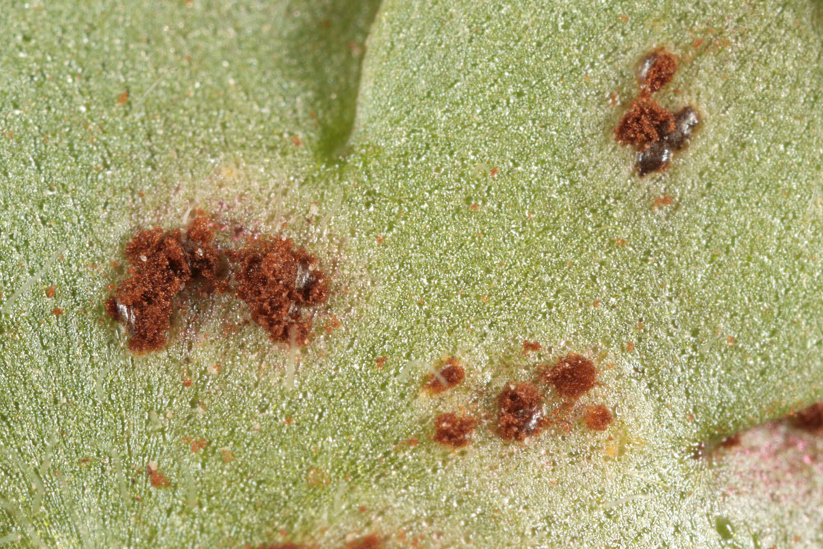 Imagem de Puccinia saxifragae Schltdl. 1824