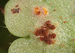 Imagem de Puccinia saxifragae Schltdl. 1824