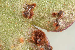 Imagem de Puccinia saxifragae Schltdl. 1824