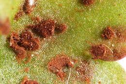 Imagem de Puccinia saxifragae Schltdl. 1824