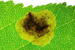 Image of horse-chestnut leaf miner