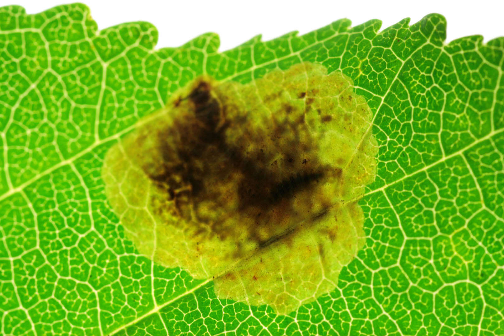 Image of horse-chestnut leaf miner