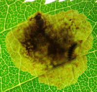 Image of horse-chestnut leaf miner