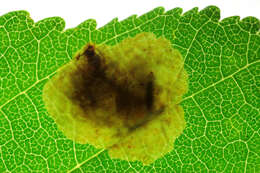 Image of horse-chestnut leaf miner