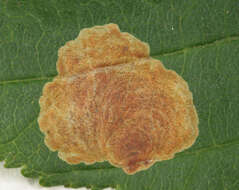 Image of horse-chestnut leaf miner