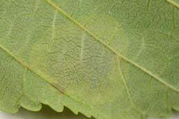 Image of horse-chestnut leaf miner