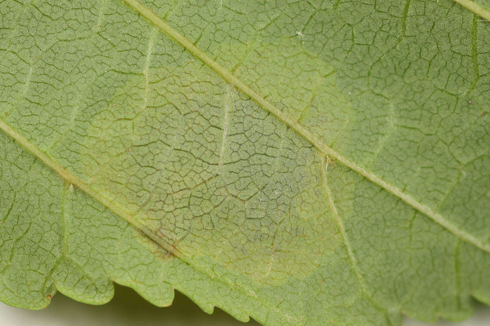 Image of horse-chestnut leaf miner