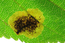 Image of horse-chestnut leaf miner