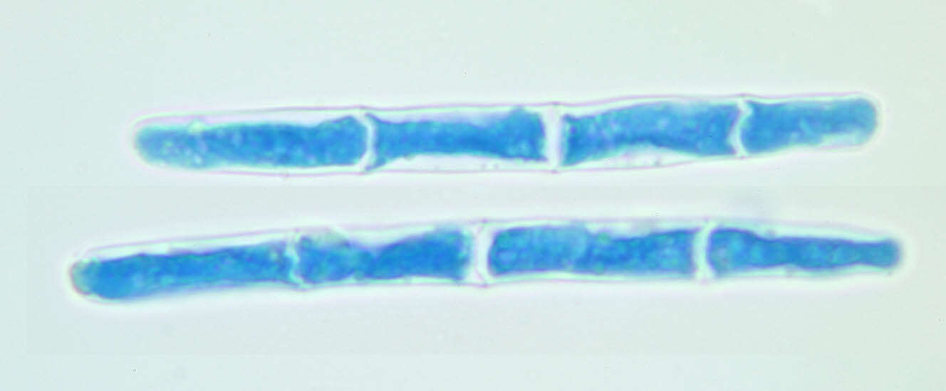 Image of Calonectria ilicicola Boedijn & Reitsma 1950