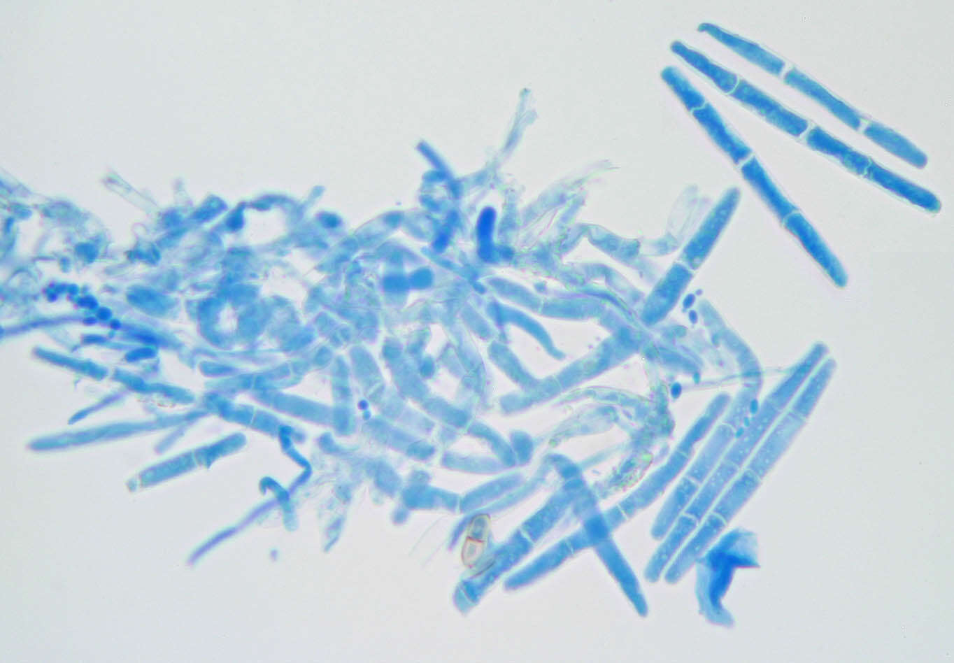 Image of Calonectria ilicicola Boedijn & Reitsma 1950