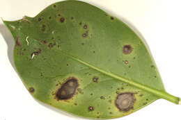 Image of Calonectria ilicicola Boedijn & Reitsma 1950