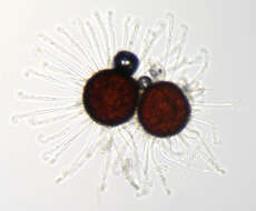 Image of Erysiphe flexuosa (Peck) U. Braun & S. Takam. 2000