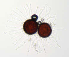 Image of Erysiphe flexuosa (Peck) U. Braun & S. Takam. 2000