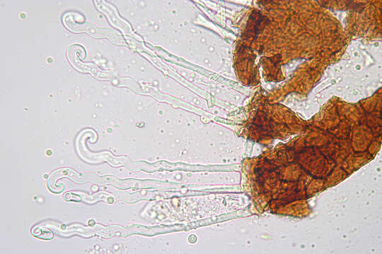 Erysiphe flexuosa (Peck) U. Braun & S. Takam. 2000 resmi