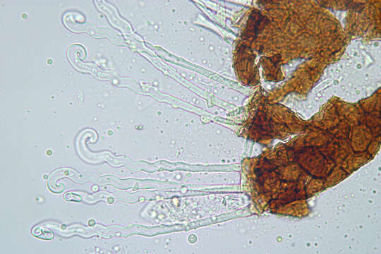 Image of Erysiphe flexuosa (Peck) U. Braun & S. Takam. 2000